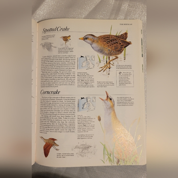 1992 Softback book The Complete Book of British Birds - Picture 8 of 11